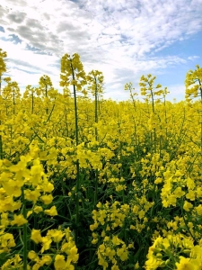 miod-rzepakowy (7).jpg